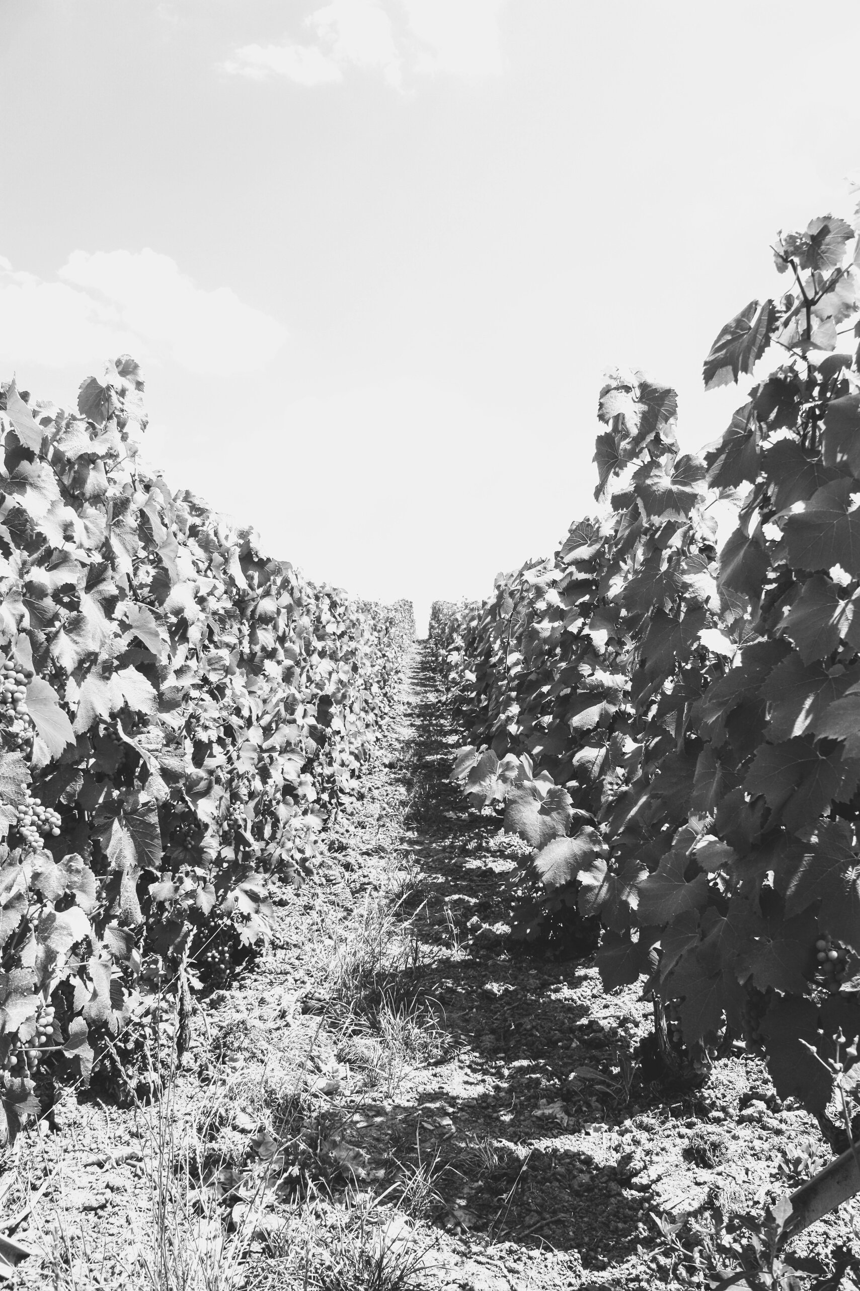 Vineyard in Champagne